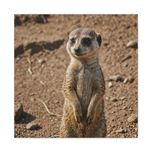 Meerkat (026) - Great Pictures Framed