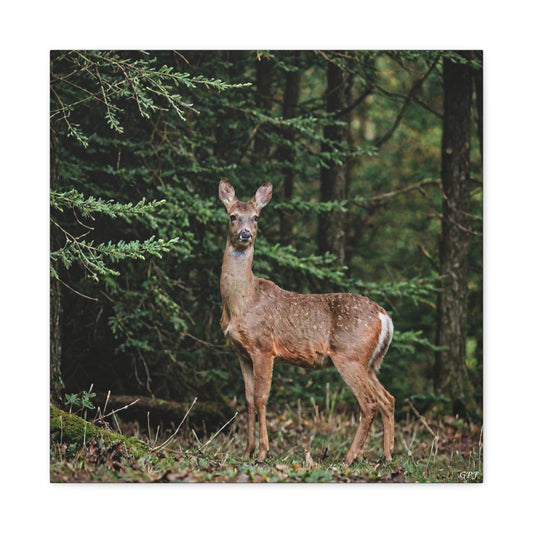 Roe Deer (125) - Great Pictures Framed