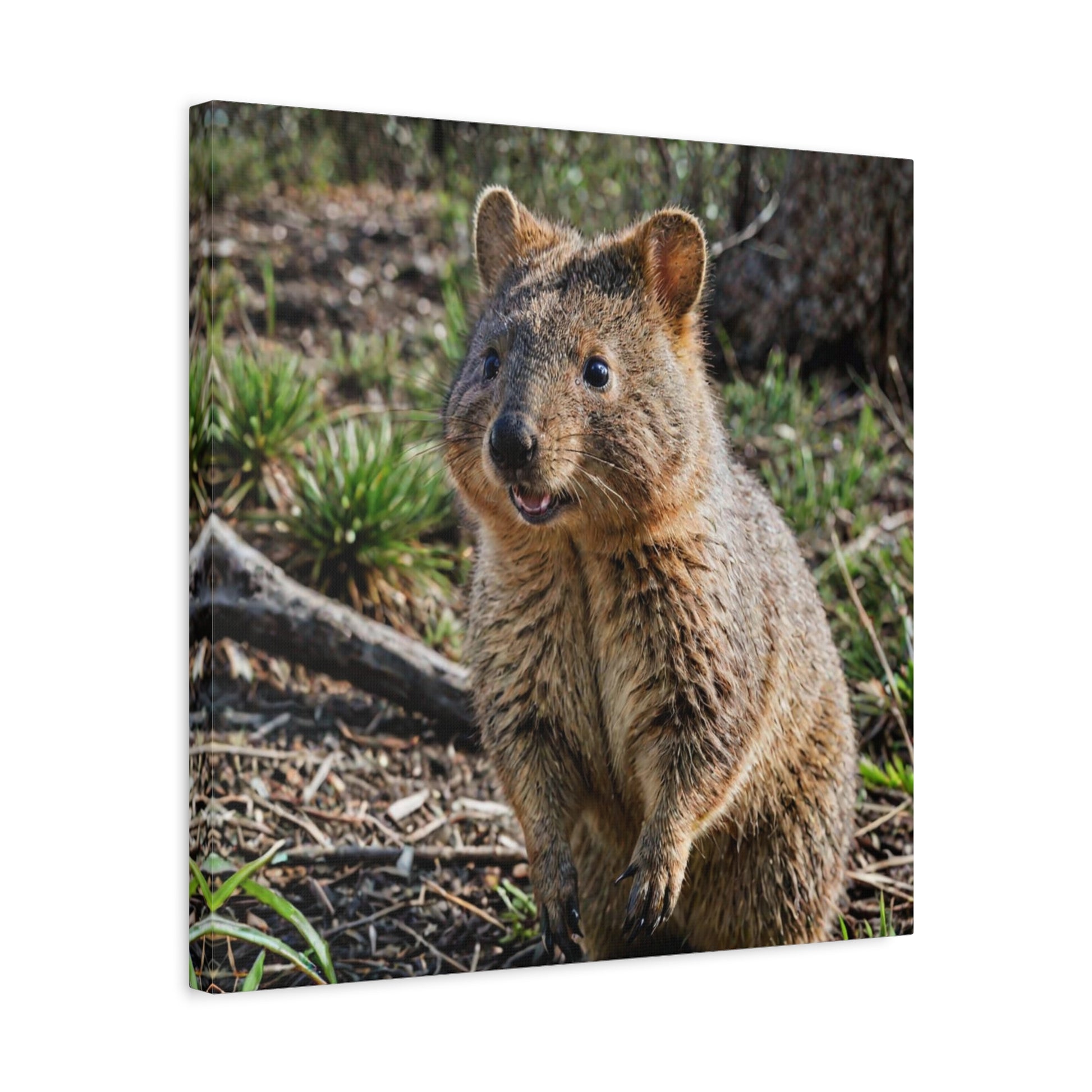 Quokka (27) - Great Pictures Framed