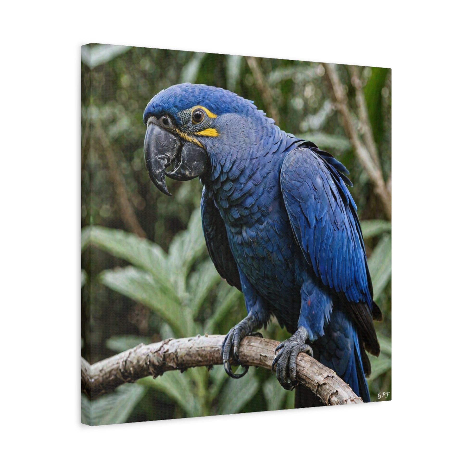 Hyacinth Macaw (0221) - Great Pictures Framed