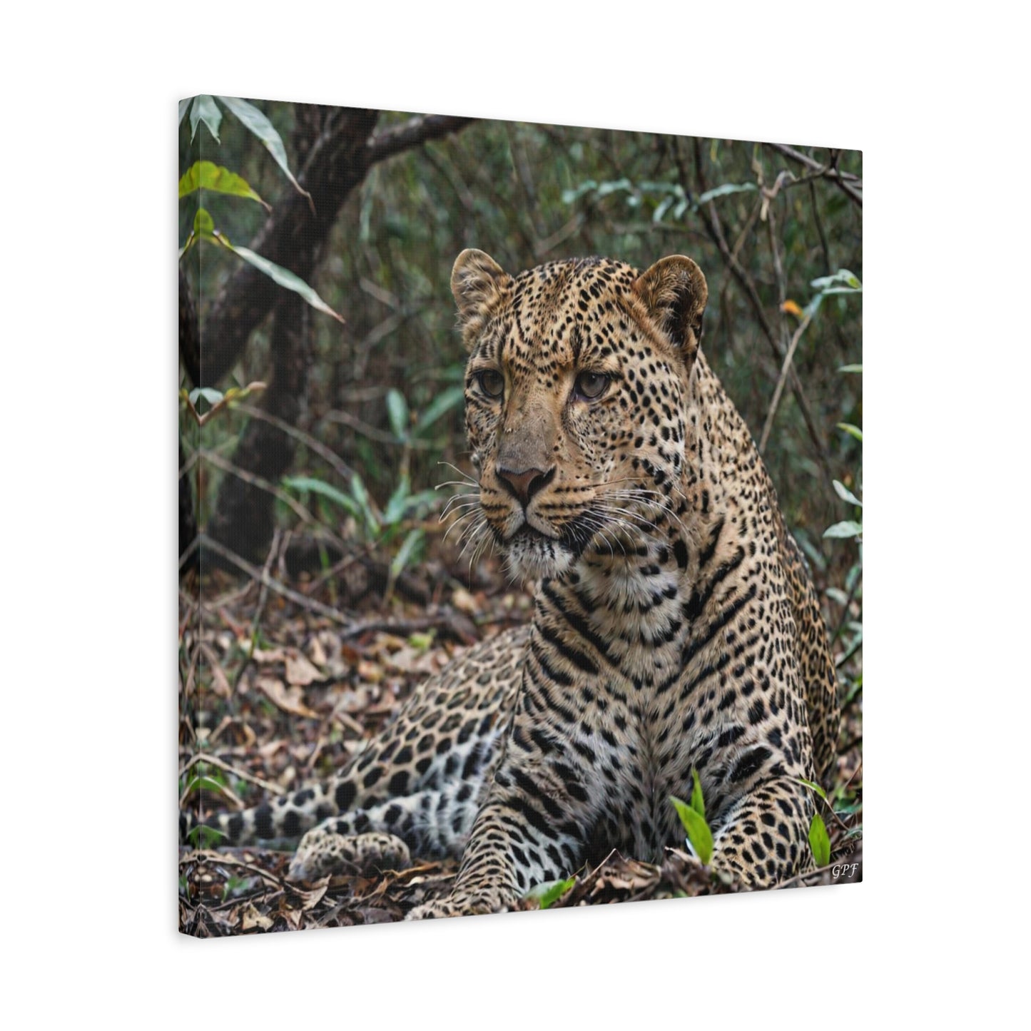 Leopard (020) - Great Pictures Framed