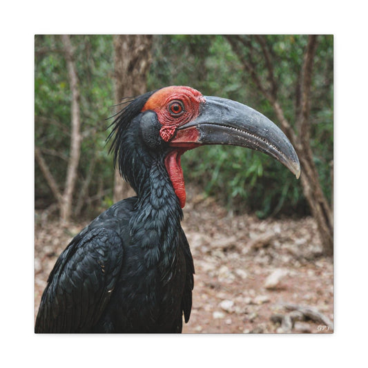 Southern Ground Hornbill (0033) - Great Pictures Framed