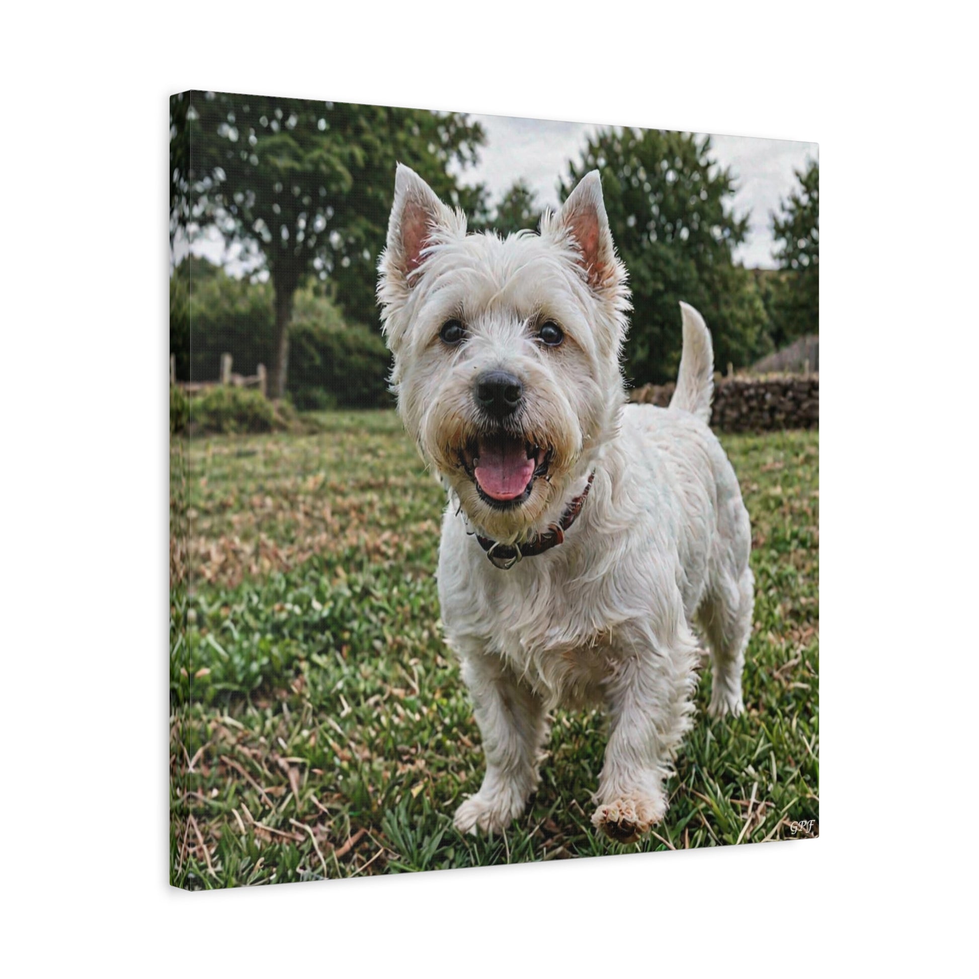 West Highland White Terrier (109) - Great Pictures Framed