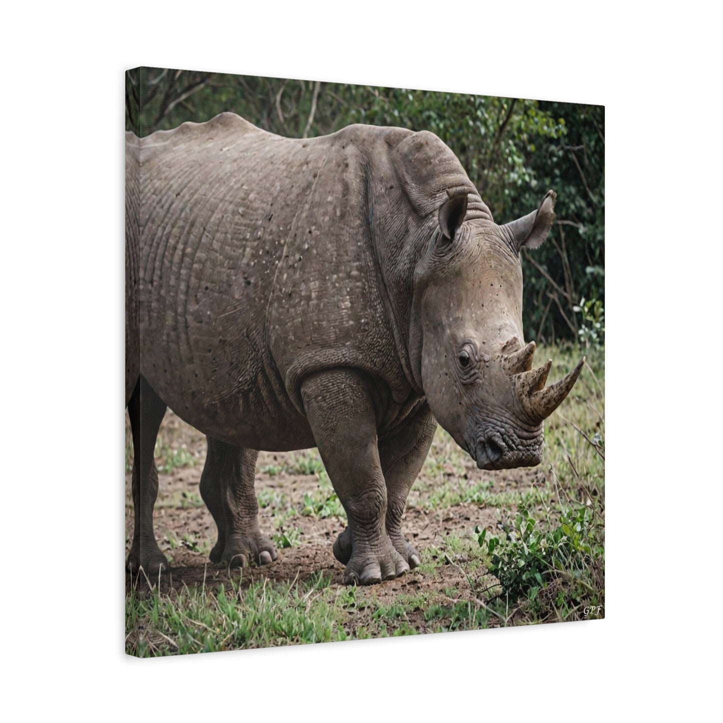 Rhinoceros (011) - Great Pictures Framed