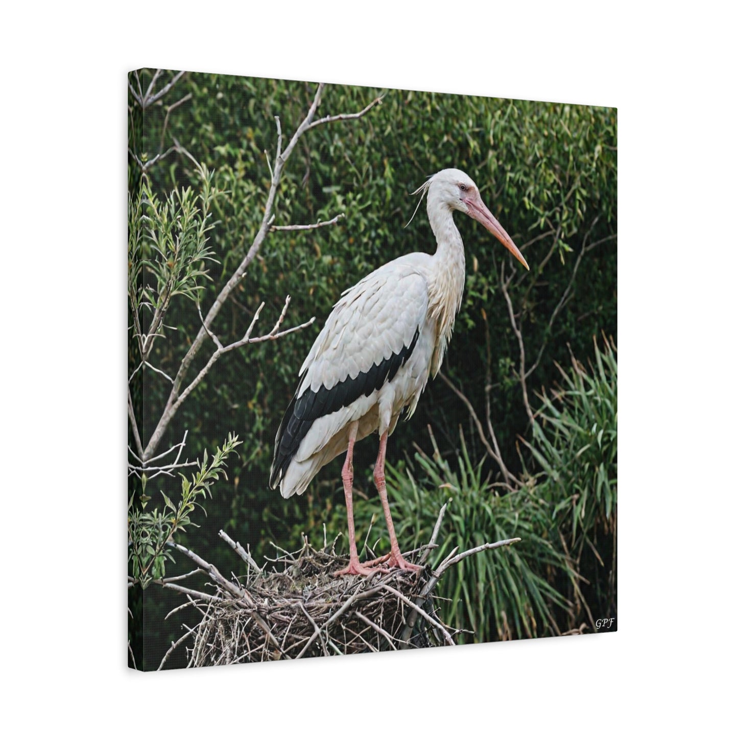White Stork (0159) - Great Pictures Framed