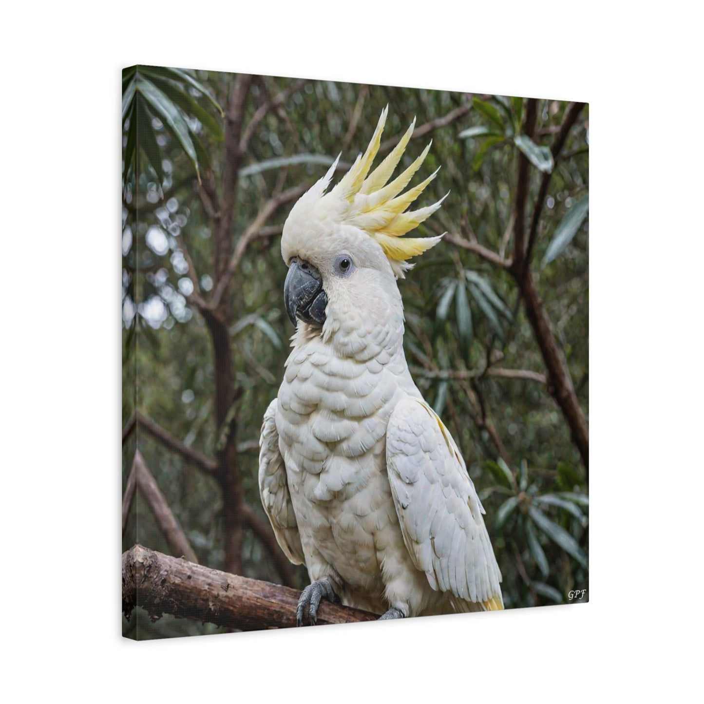Sulphur-crested Cockatoo (0115) - Great Pictures Framed