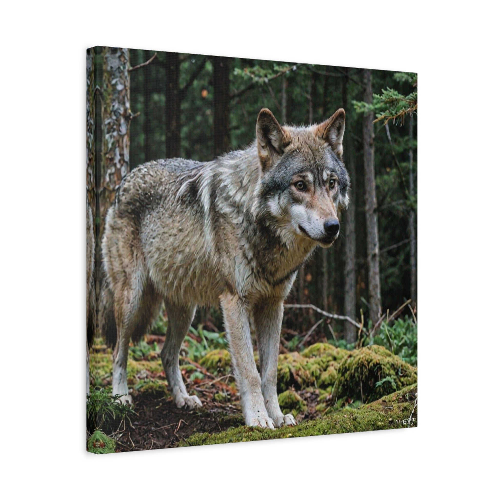 Grey Wolf (133) - Great Pictures Framed