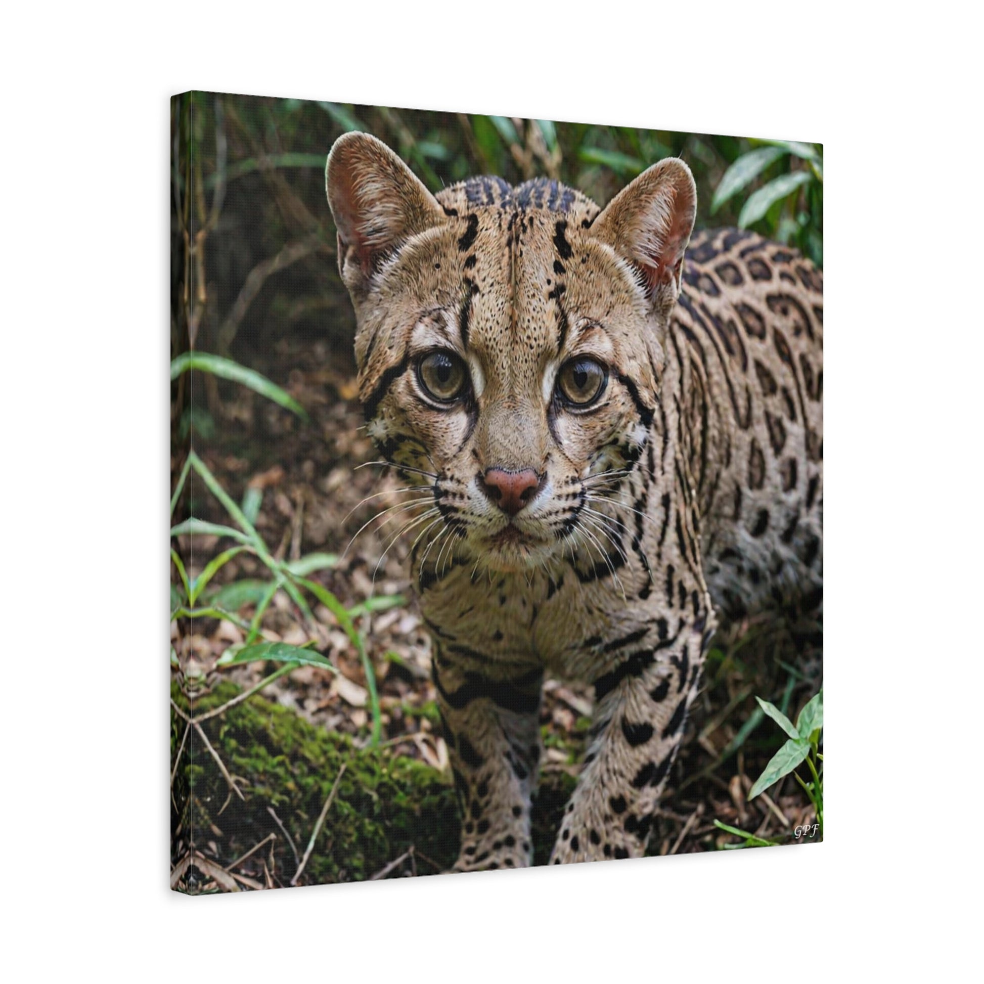 Ocelot (096) - Great Pictures Framed