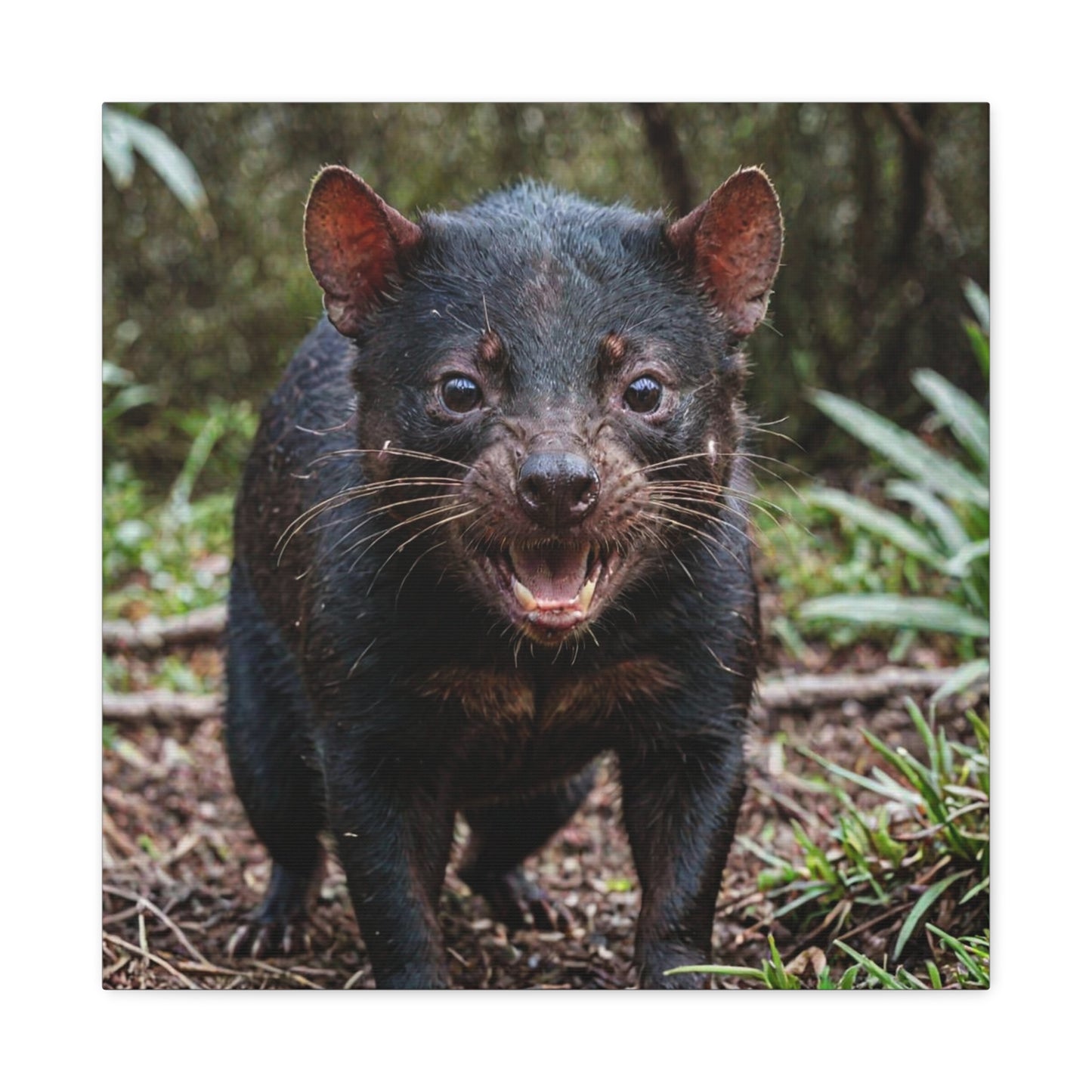 Tasmanian Devil (34) - Great Pictures Framed