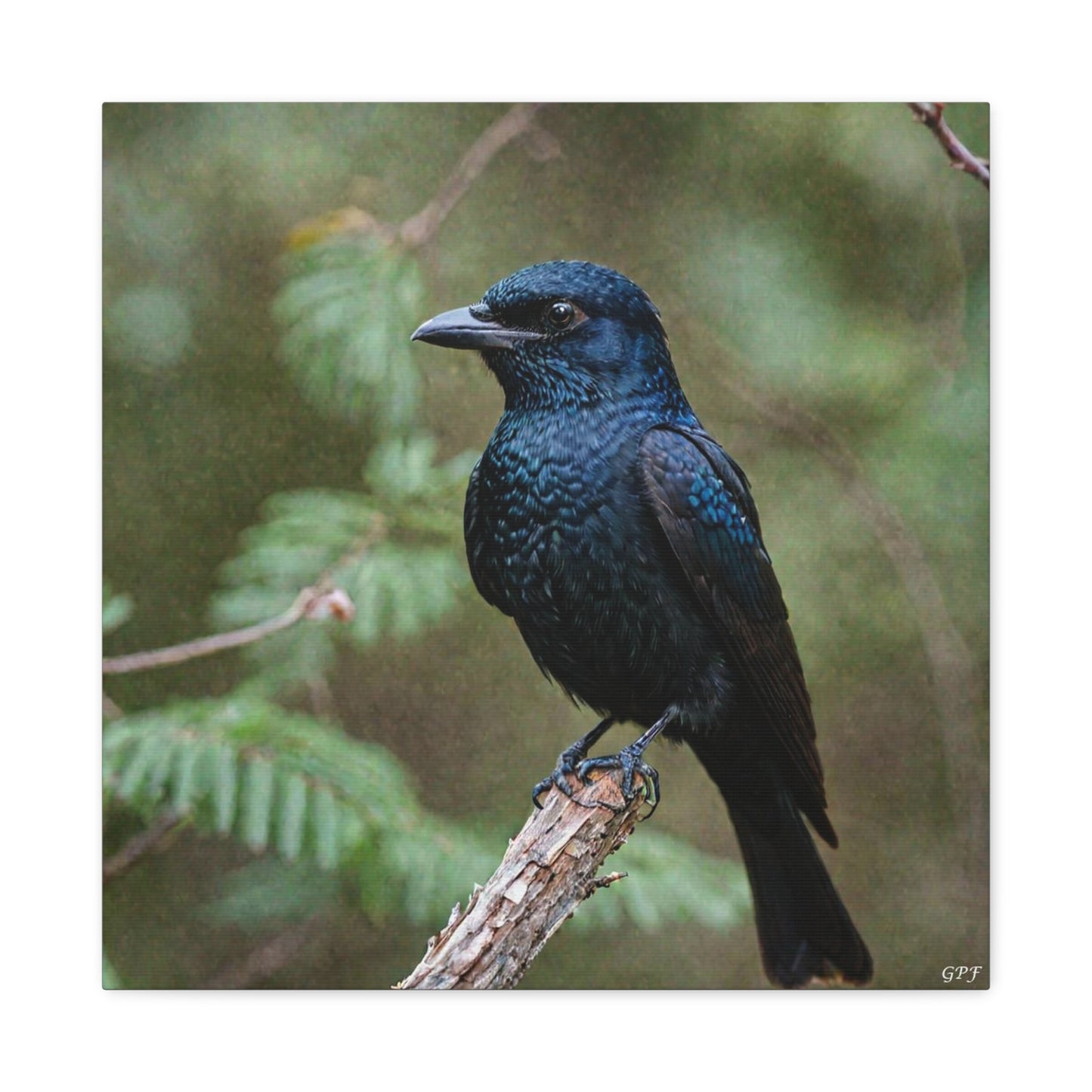 Spangled Drongo (0113) - Great Pictures Framed