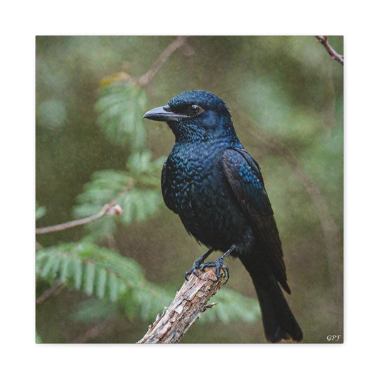 Spangled Drongo (0113) - Great Pictures Framed