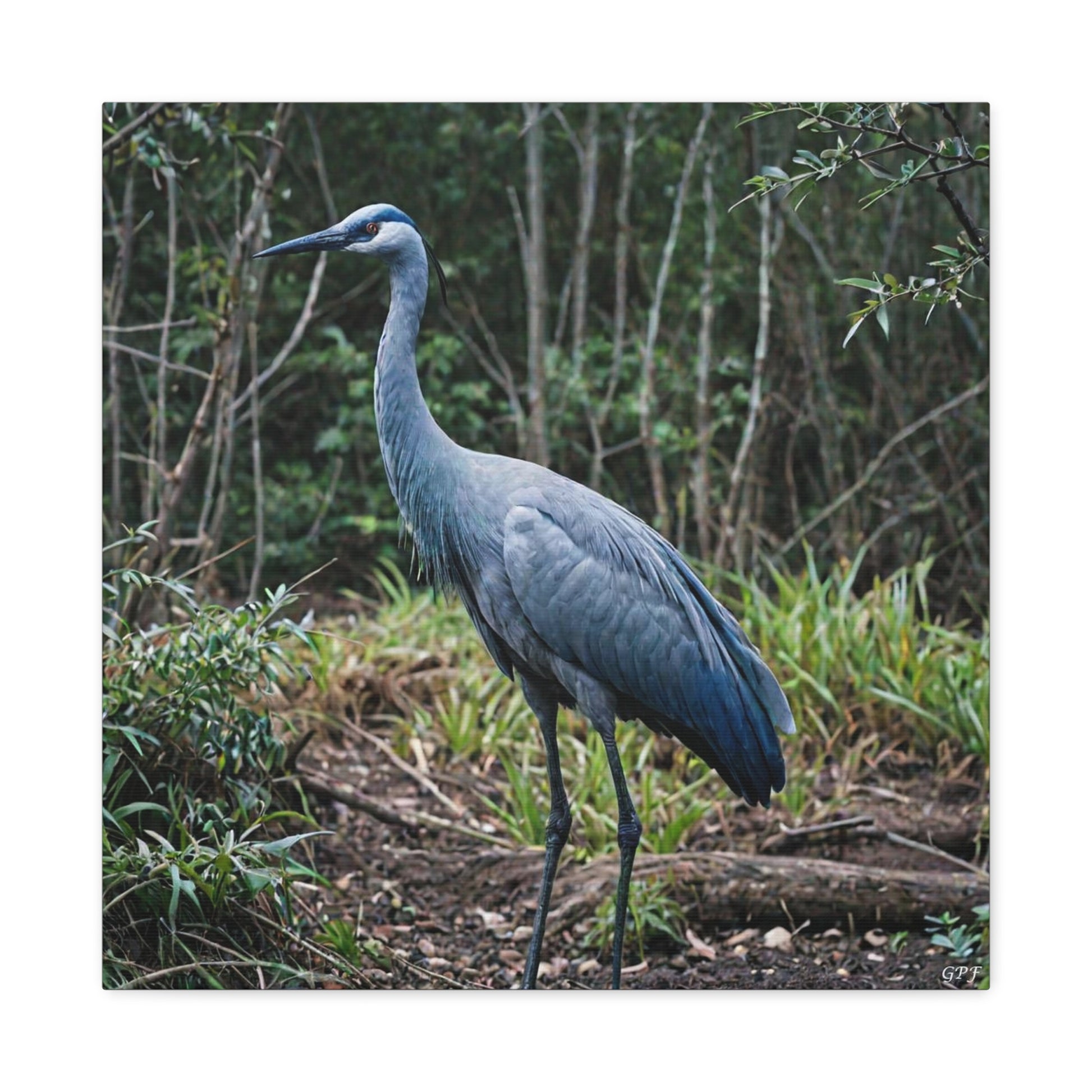 Blue Crane (0010) - Great Pictures Framed