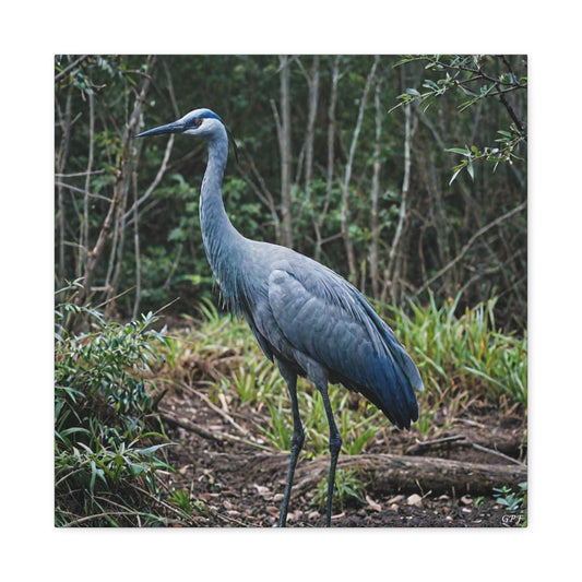 Blue Crane (0010) - Great Pictures Framed