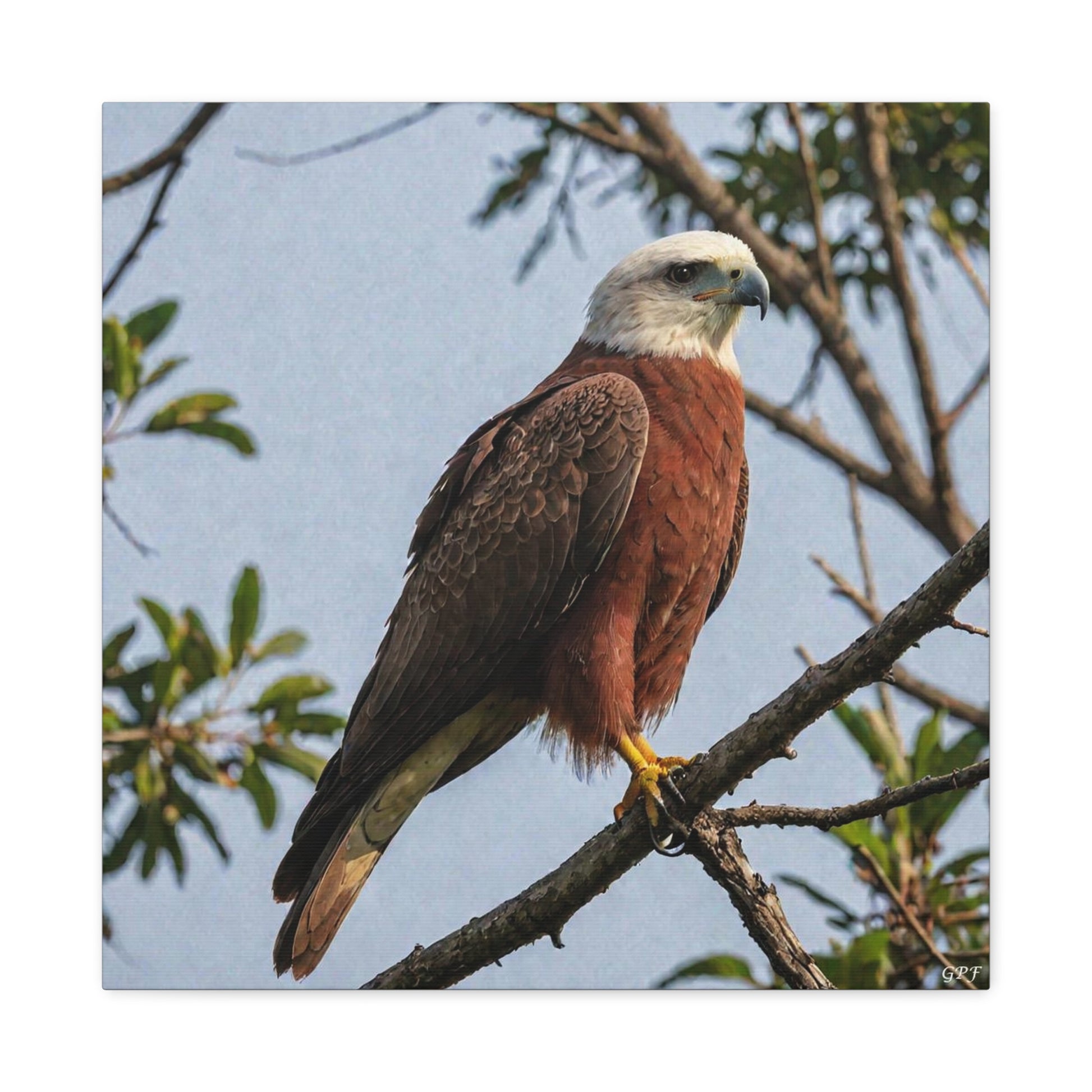 Brahminy Kite (0050) - Great Pictures Framed