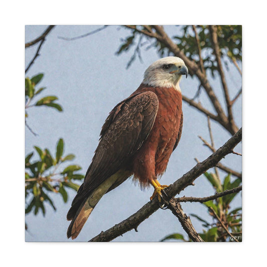 Brahminy Kite (0050) - Great Pictures Framed