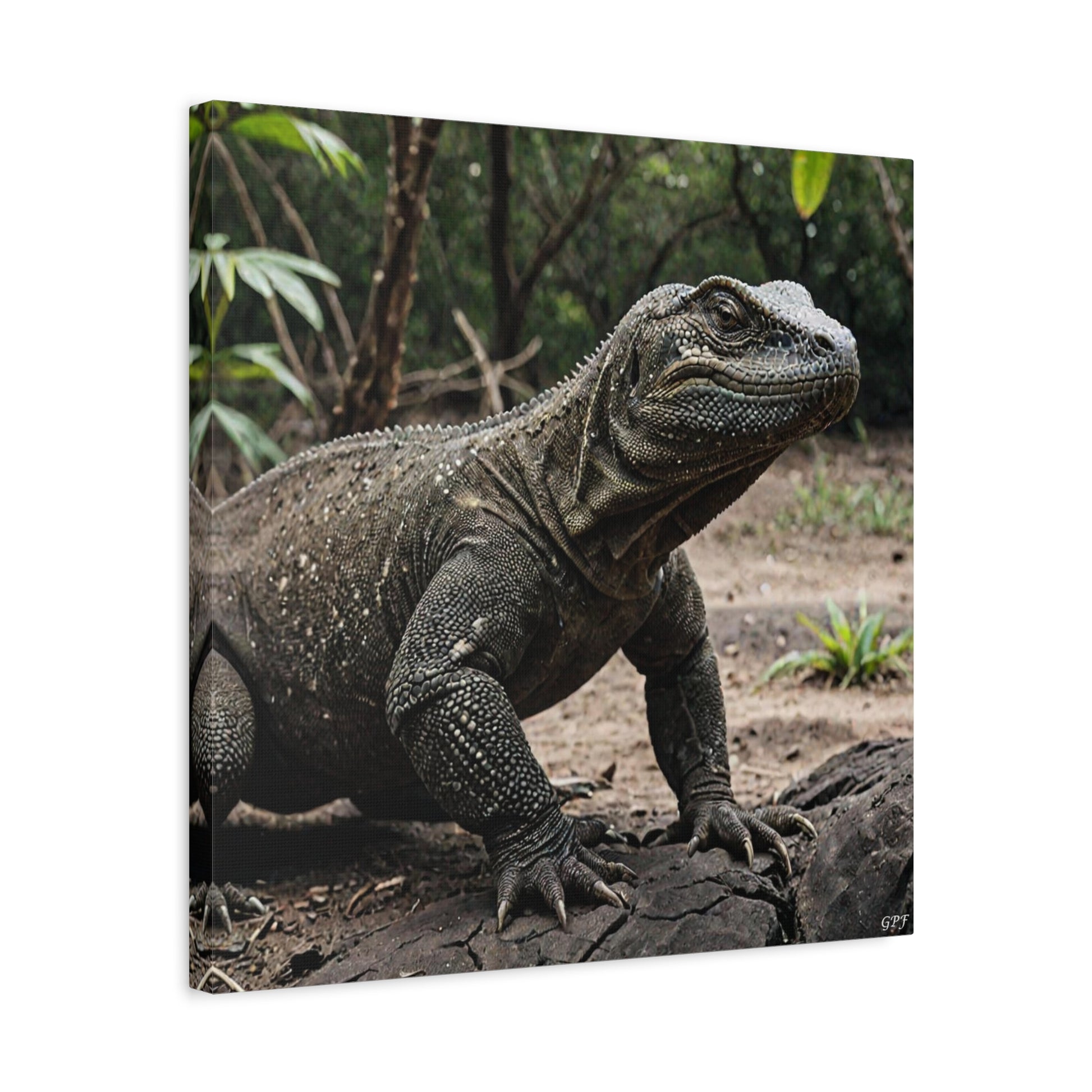 Komodo Dragon (166) - Great Pictures Framed