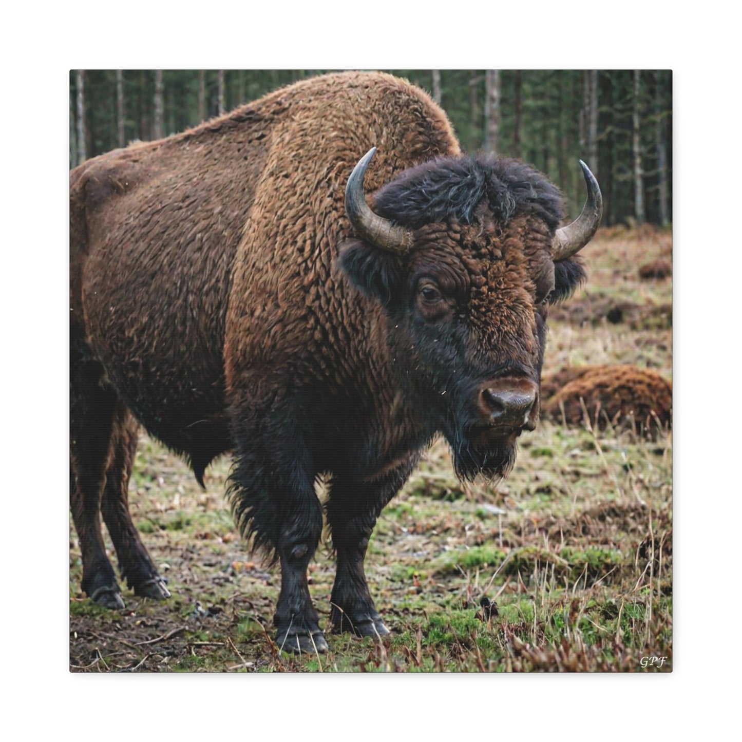 European Bison (129) - Great Pictures Framed