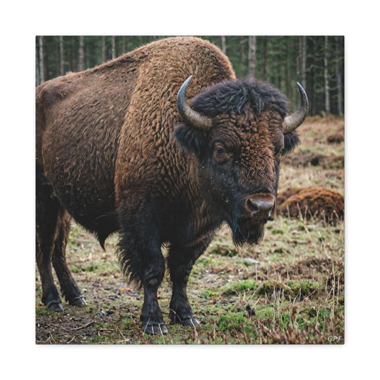 European Bison (129) - Great Pictures Framed