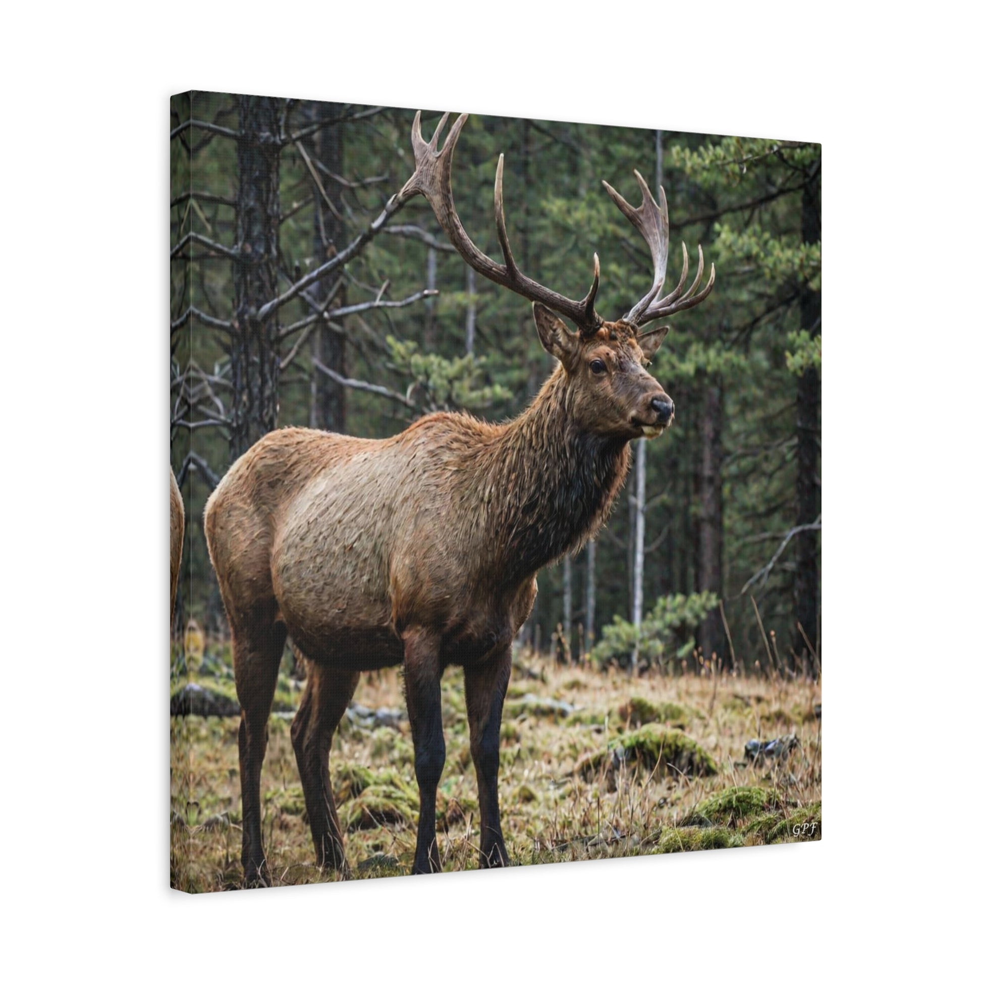 Elk (051) - Great Pictures Framed
