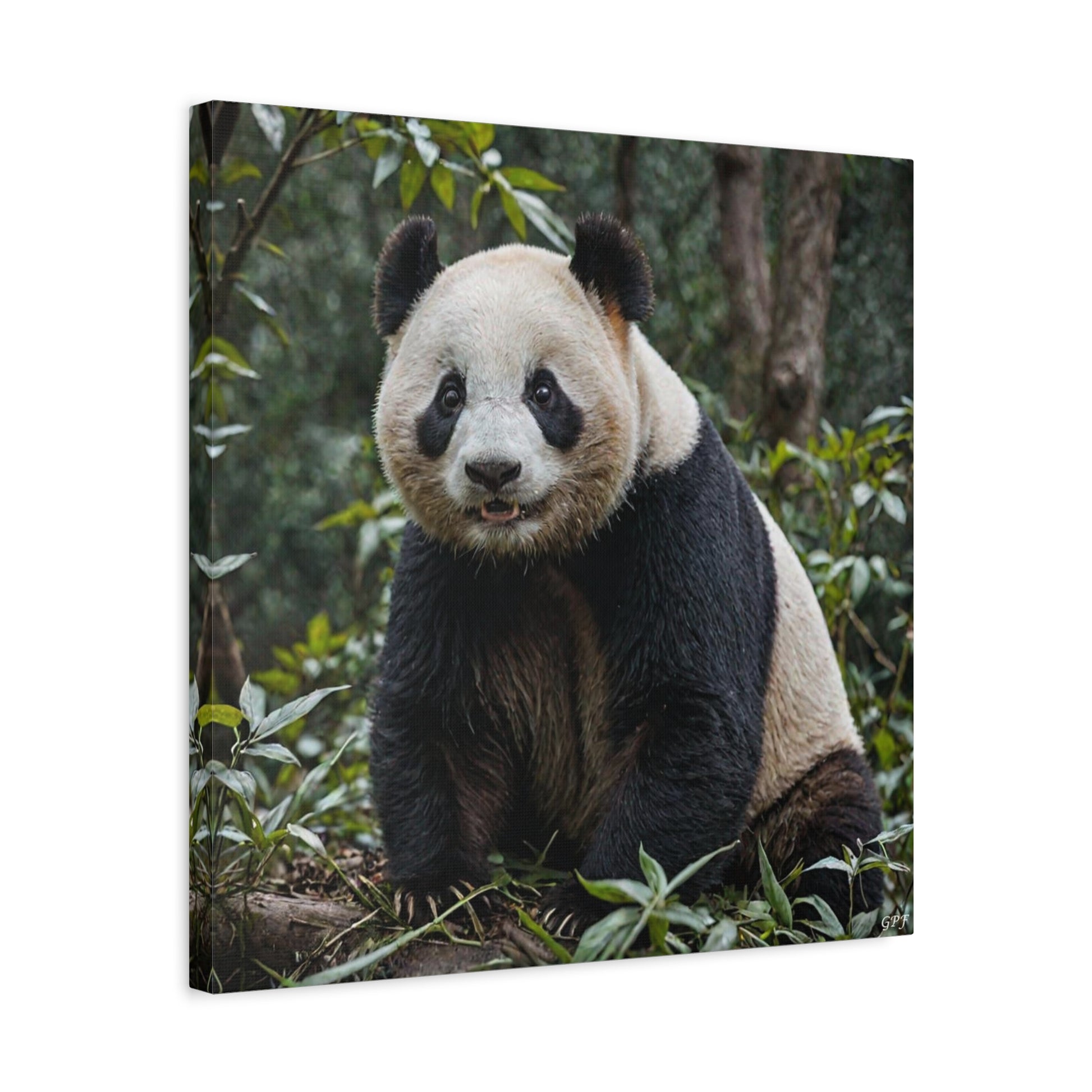 Giant Panda (158) - Great Pictures Framed