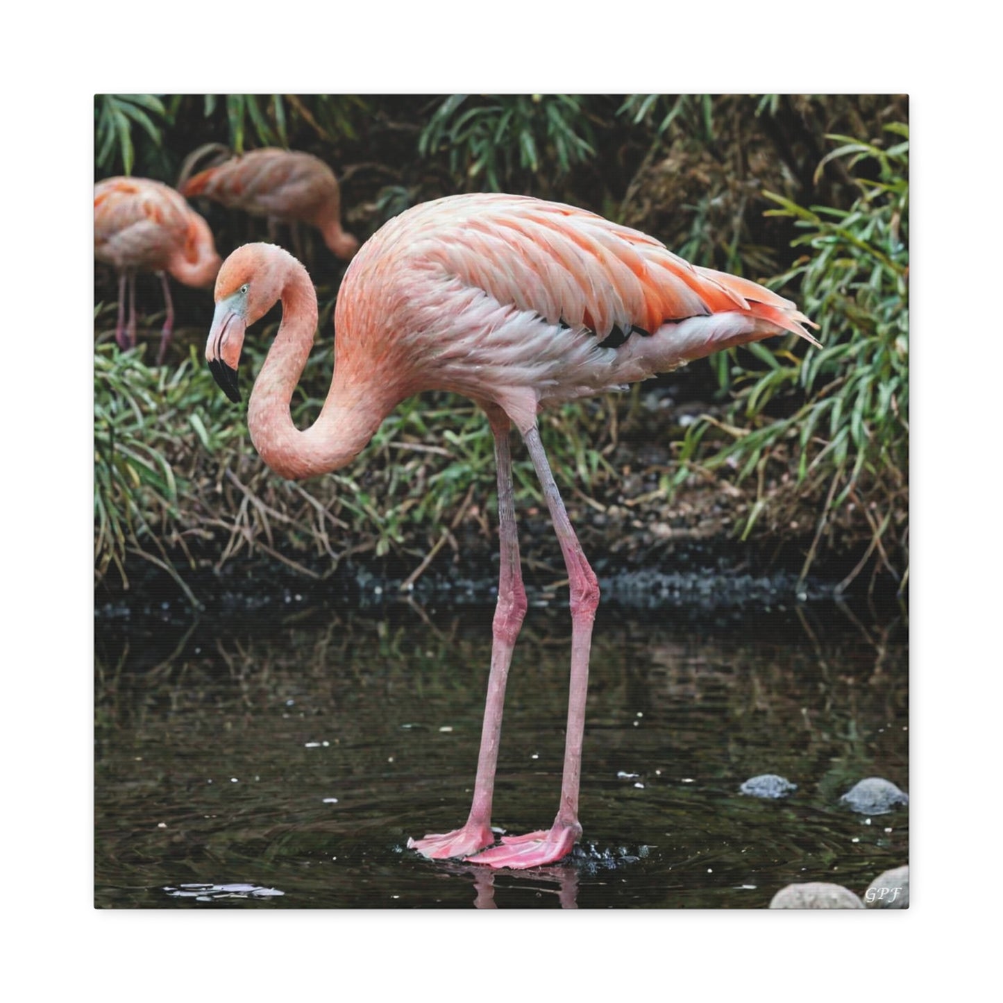 Chilean Flamingo (0210) - Great Pictures Framed