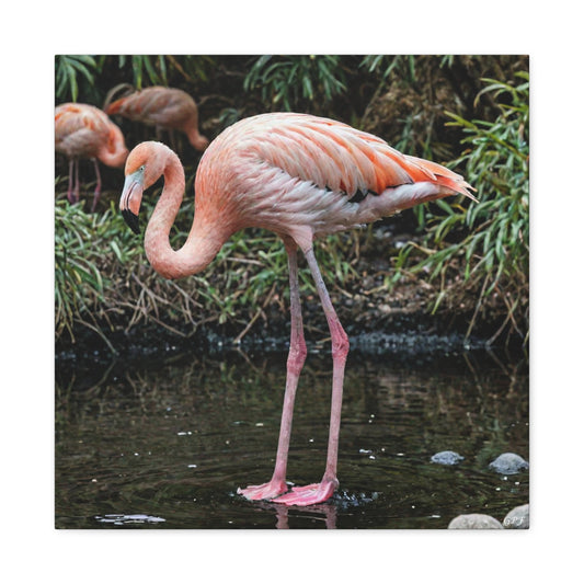 Chilean Flamingo (0210) - Great Pictures Framed