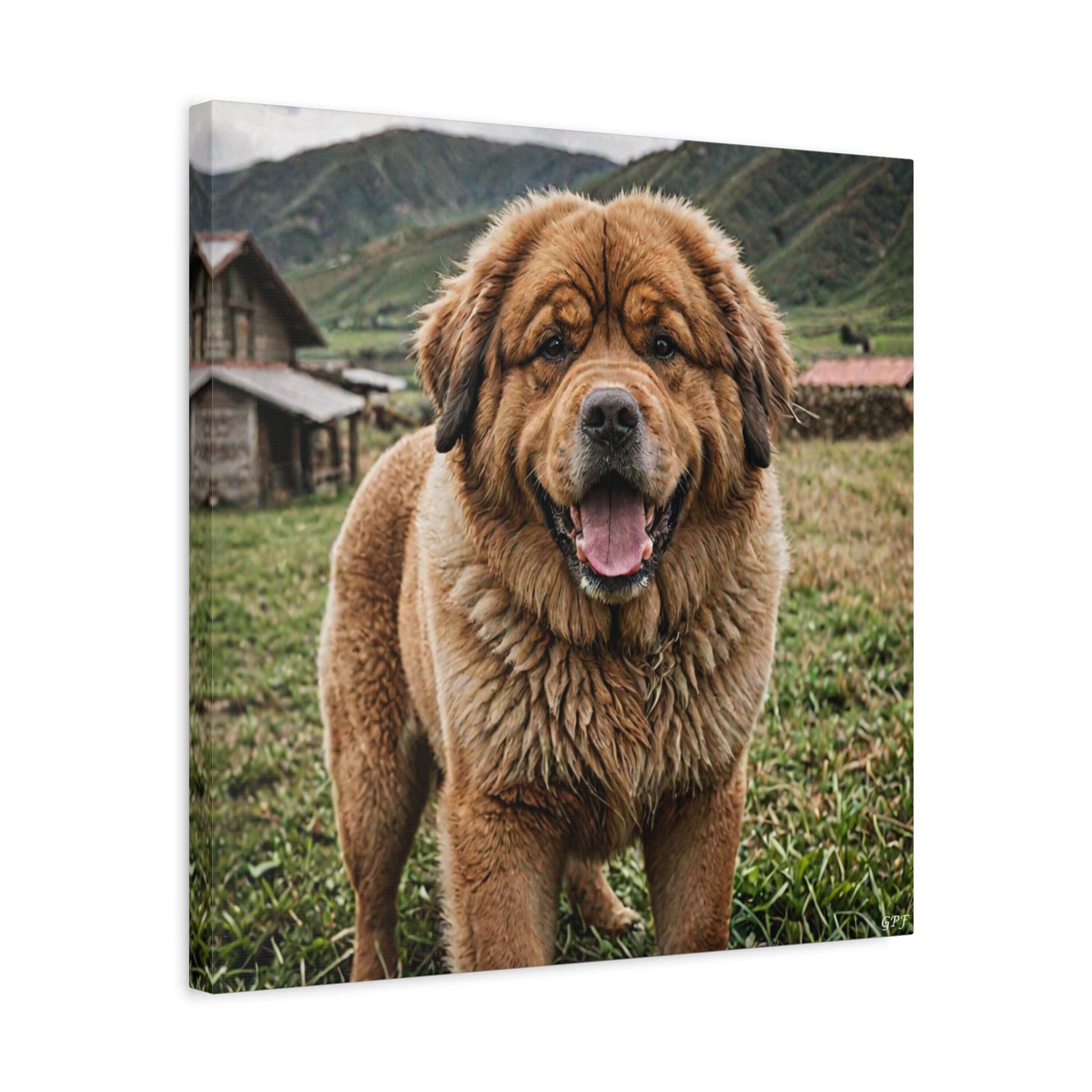 Tibetan Mastiff (102) - Great Pictures Framed