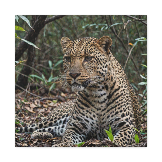 Leopard (020) - Great Pictures Framed