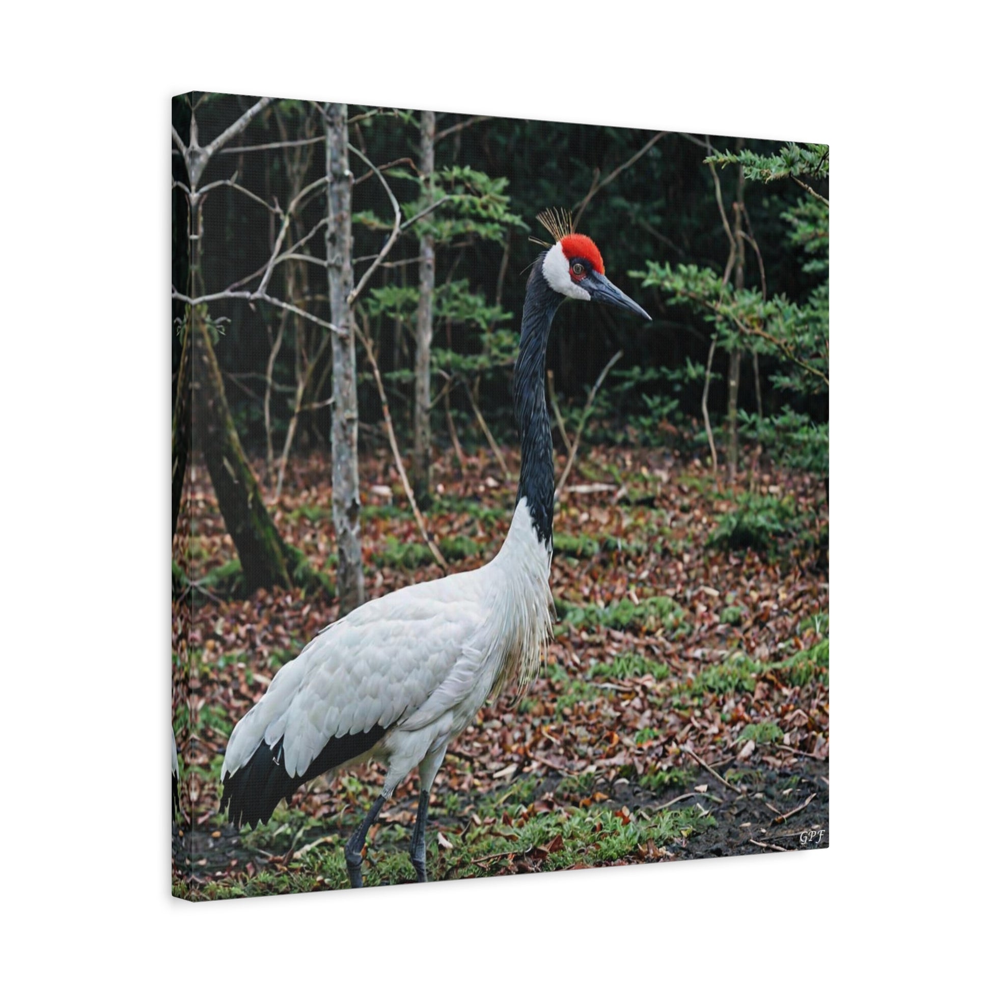 Red-crowned Crane (0069) - Great Pictures Framed