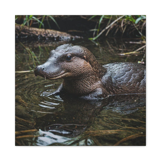 Platypus (26) - Great Pictures Framed