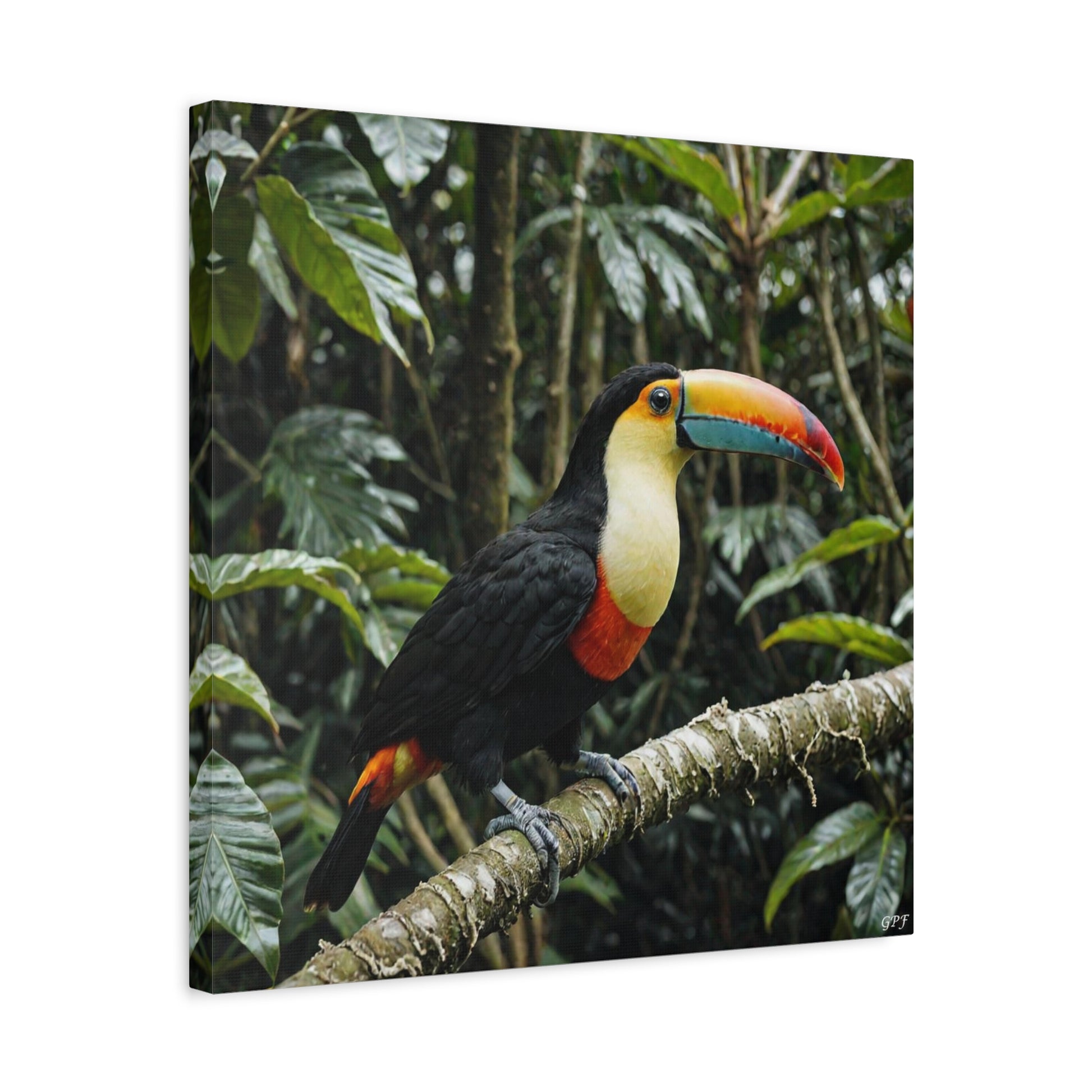 Toco Toucan (0236) - Great Pictures Framed