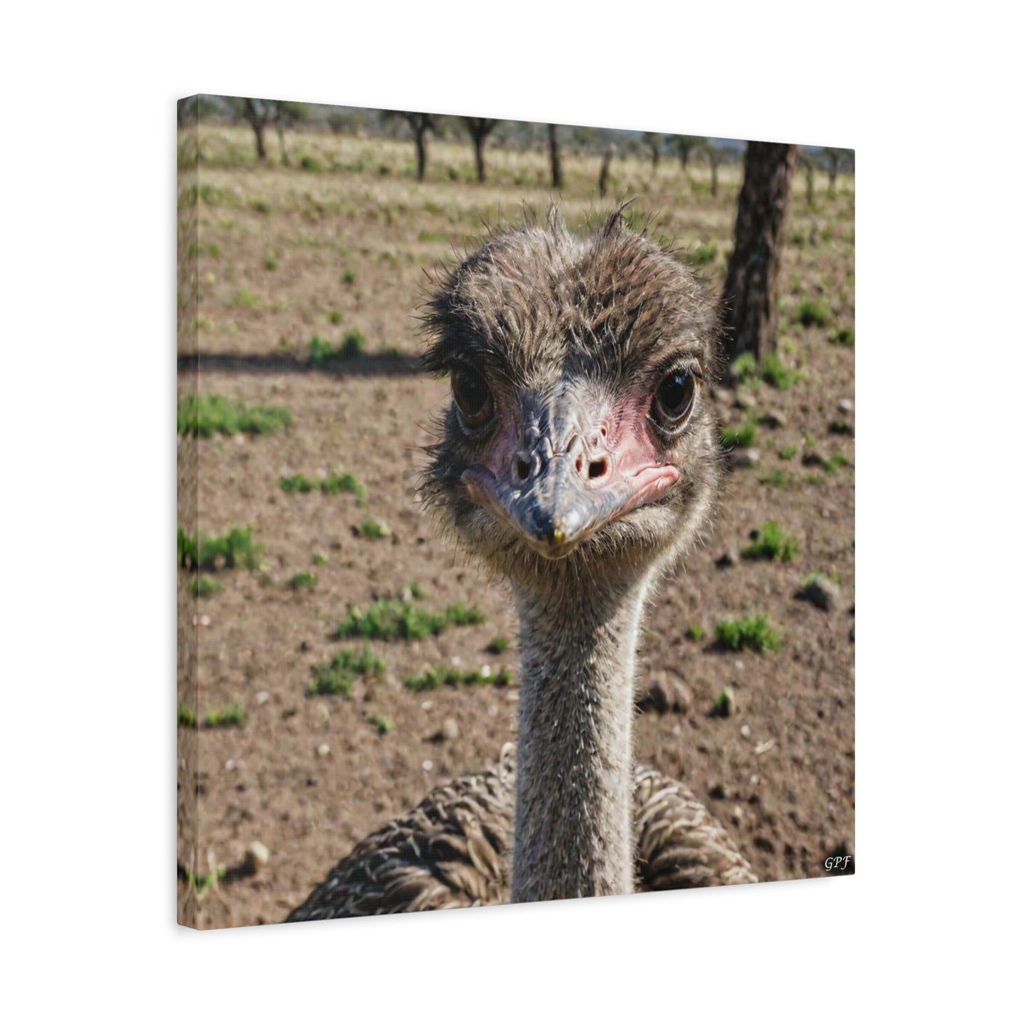 Ostrich (0026) - Great Pictures Framed