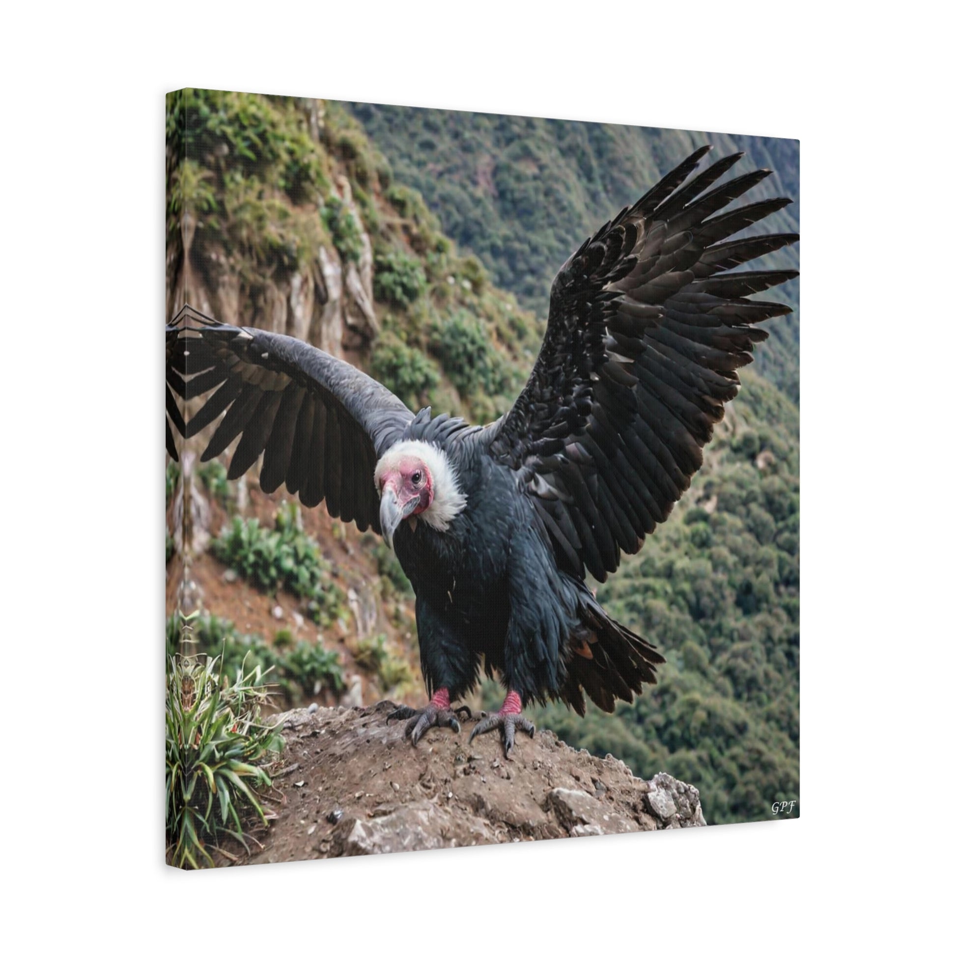 Andean Condor (091) - Great Pictures Framed