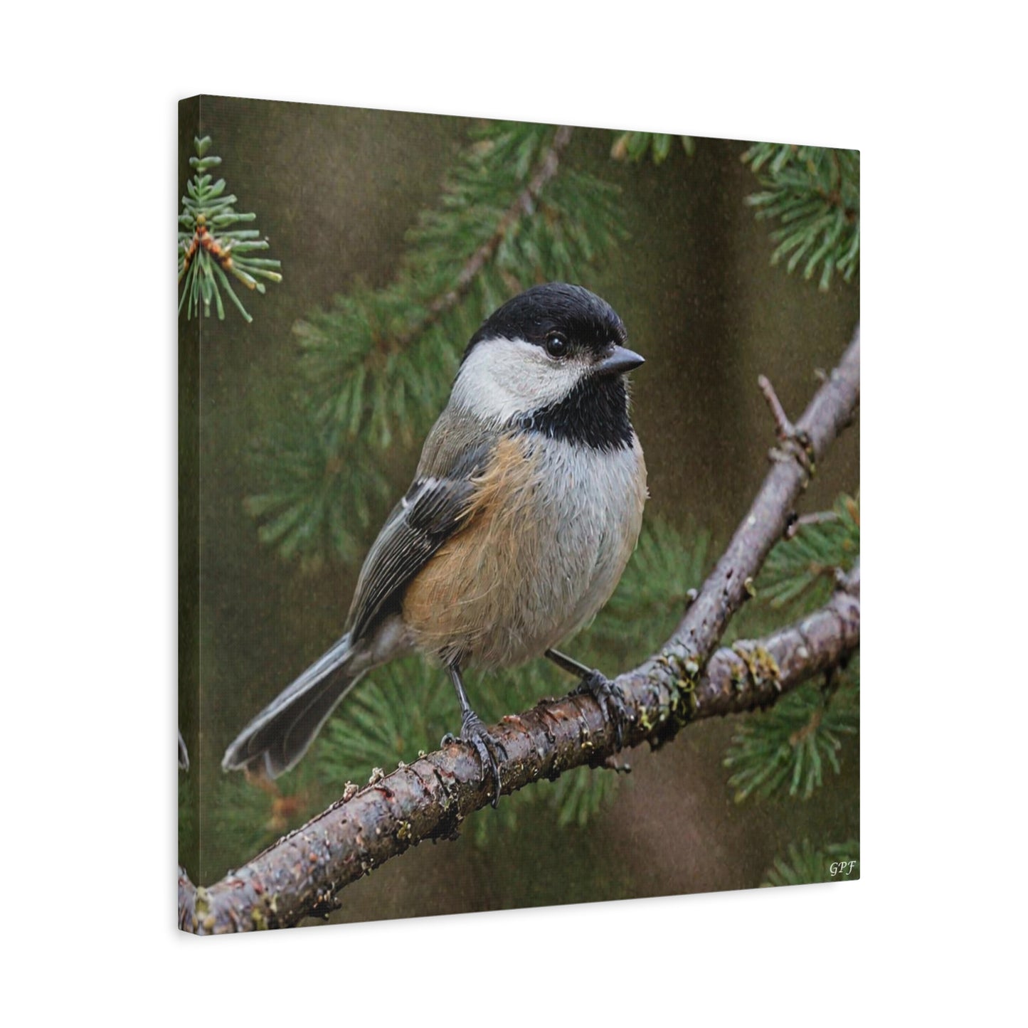 Black-capped Chickadee (0169) - Great Pictures Framed