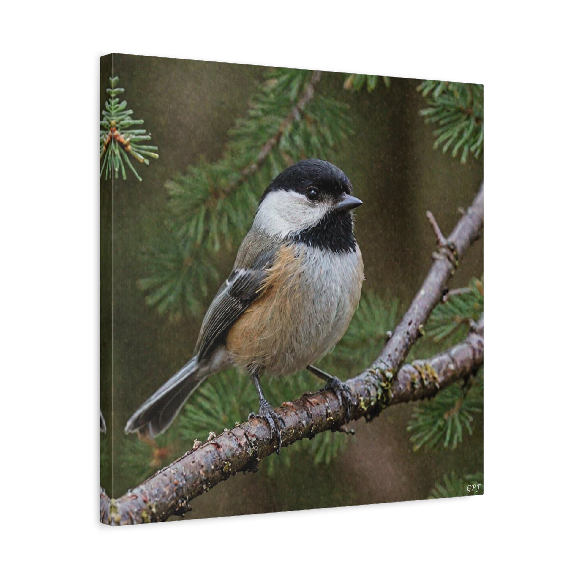 Black-capped Chickadee (0169) - Great Pictures Framed