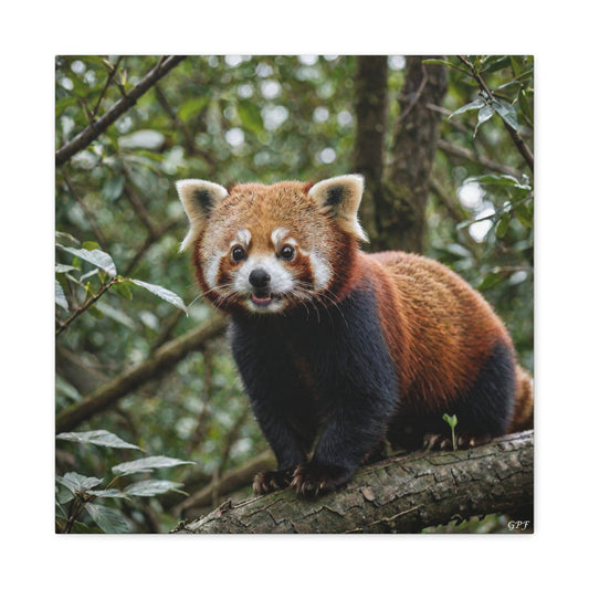 Red Panda (169) - Great Pictures Framed