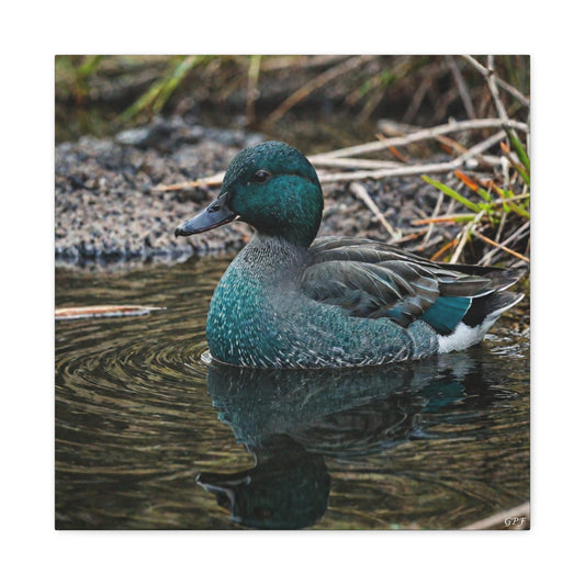 Baikal Teal (0046) - Great Pictures Framed