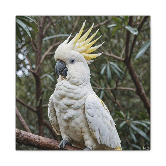 Sulphur-crested Cockatoo (0115) - Great Pictures Framed