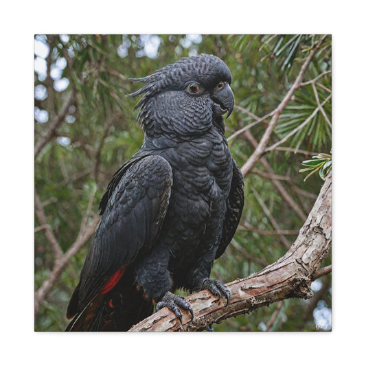 Red-tailed Black Cockatoo (0109) - Great Pictures Framed