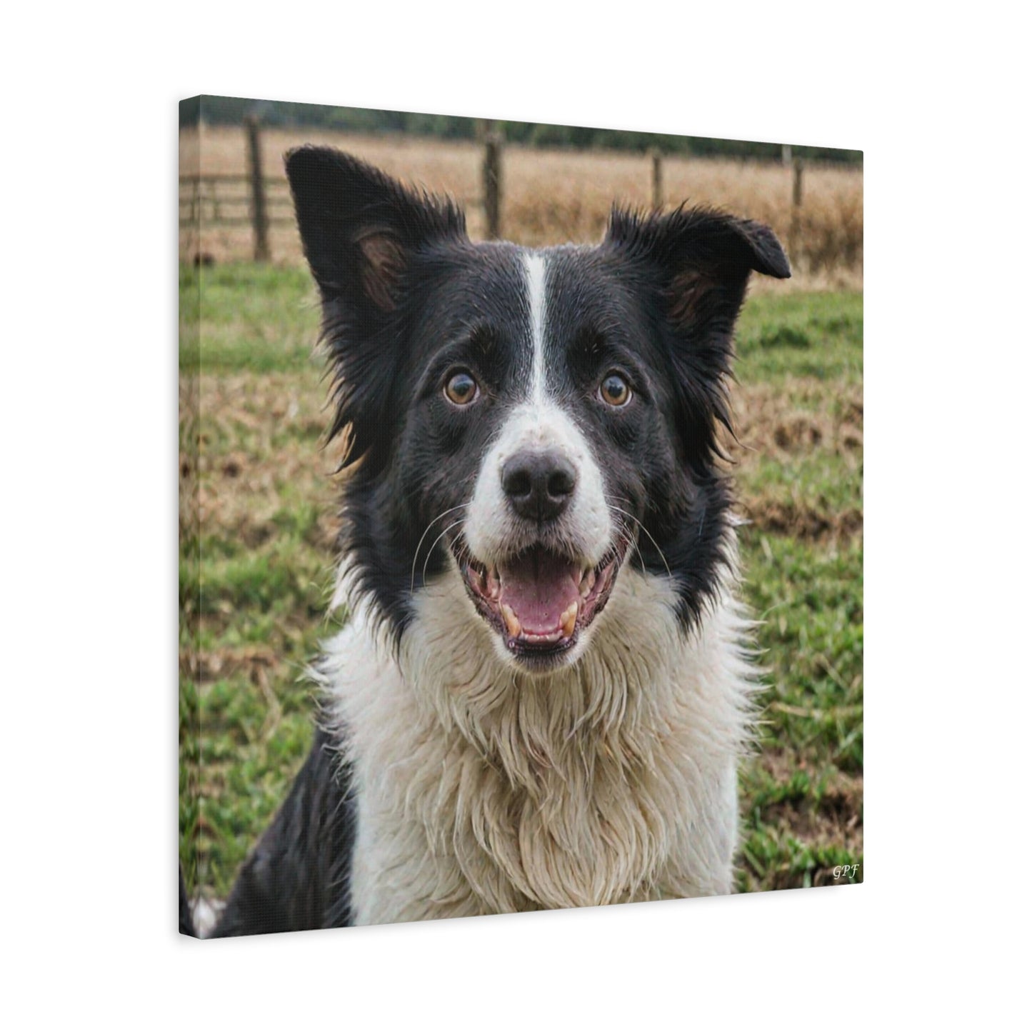 Border Collie (025) - Great Pictures Framed