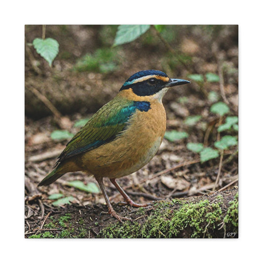 Indian Pitta (0059) - Great Pictures Framed