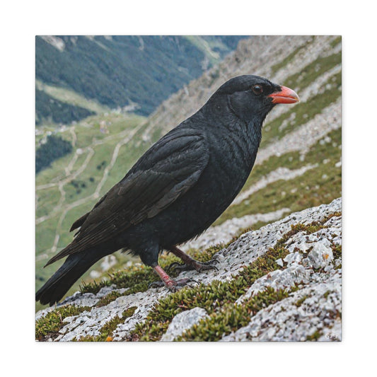 Alpine Chough (0121) - Great Pictures Framed