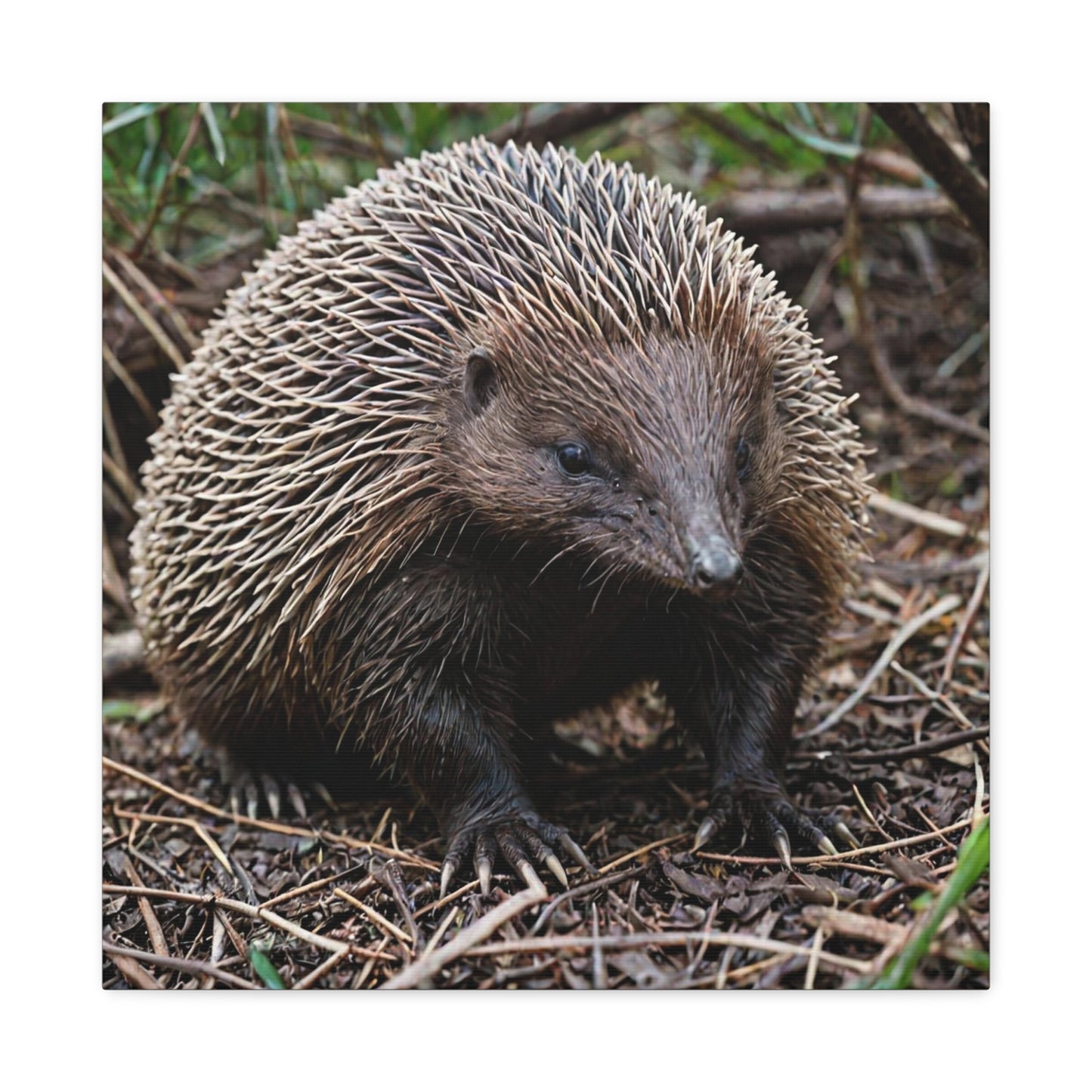Echidna (8) - Great Pictures Framed