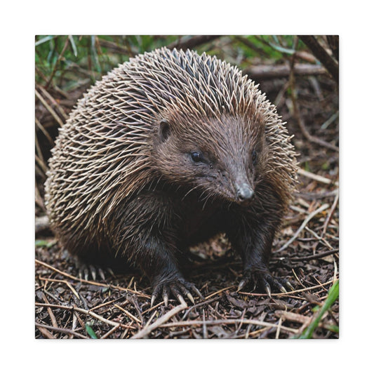 Echidna (8) - Great Pictures Framed