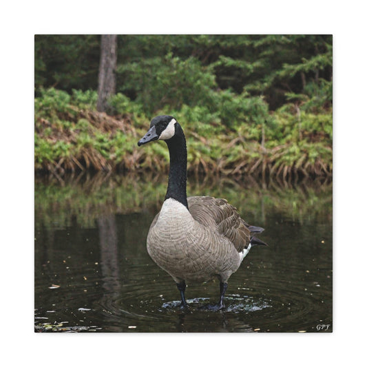 Canada Goose (0176) - Great Pictures Framed