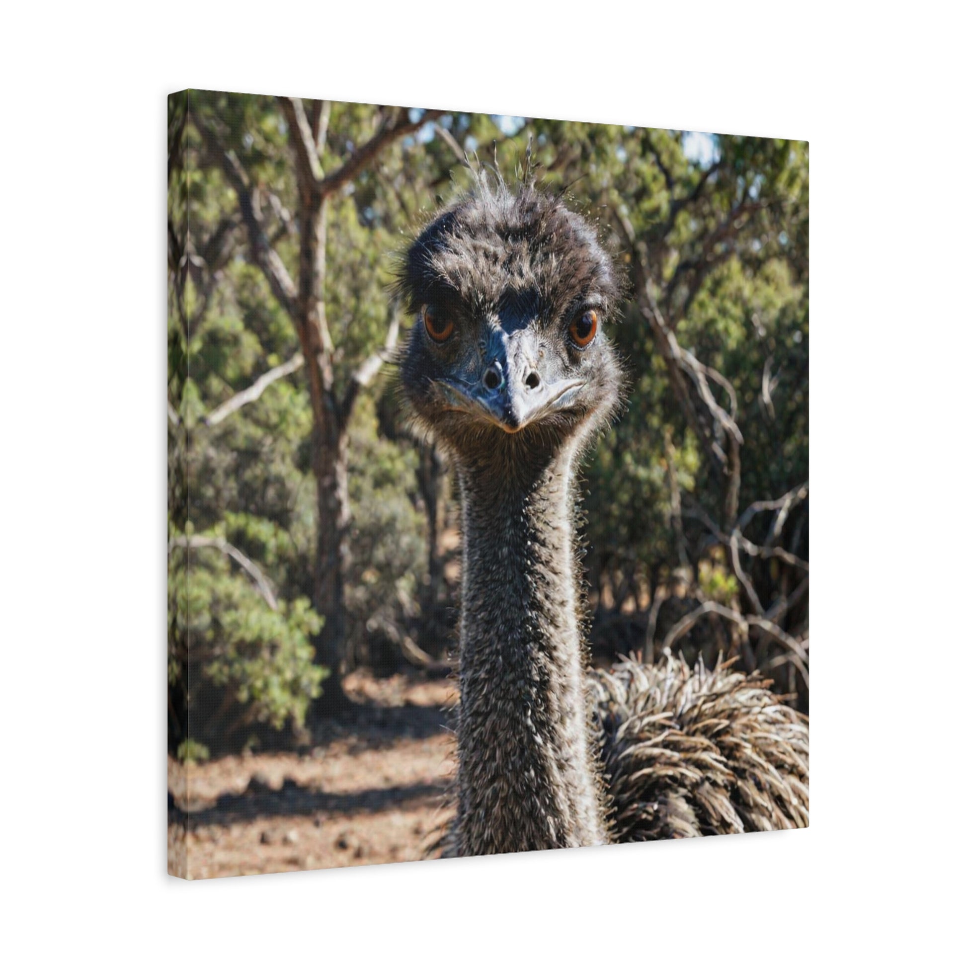Emu (9) - Great Pictures Framed