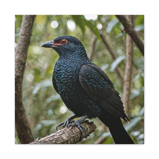 Asian Koel (0042) - Great Pictures Framed