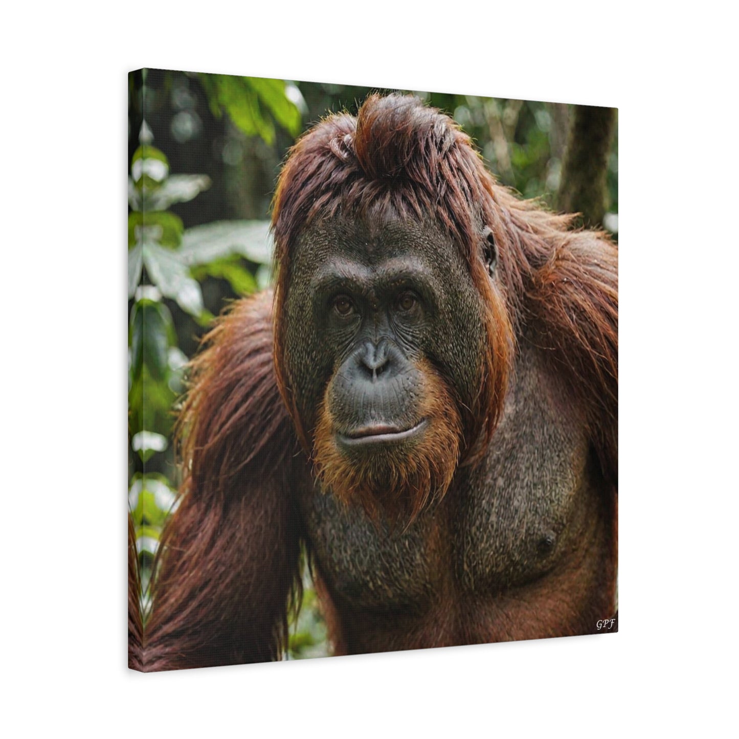 Orangutan (164) - Great Pictures Framed