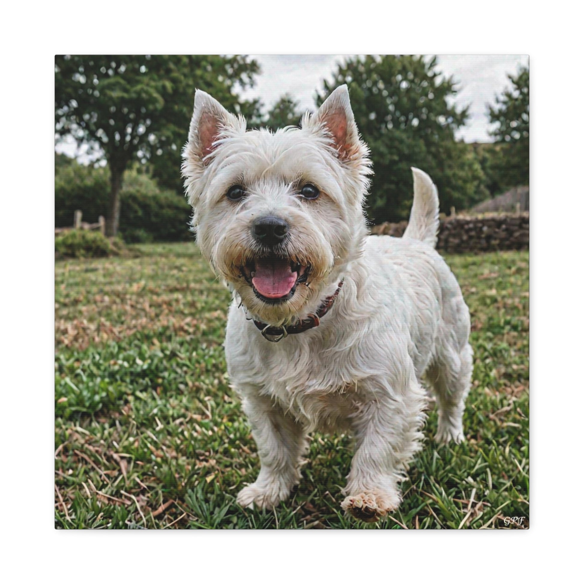 West Highland White Terrier (109) - Great Pictures Framed