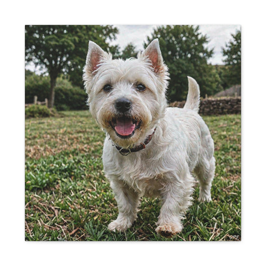 West Highland White Terrier (109) - Great Pictures Framed